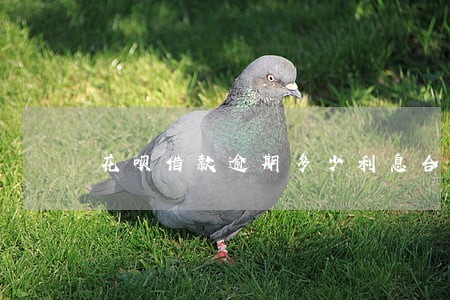 花呗借款逾期多少利息合理 花呗借款逾期多少利息合理