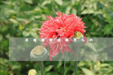 花呗借款逾期怎么办 花呗借款逾期怎么办