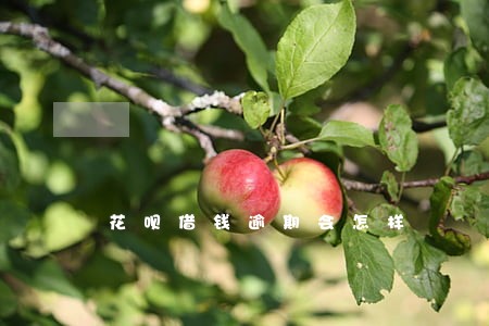 花呗借钱逾期会怎样