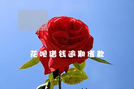 花呗借钱逾期催款 花呗借钱逾期催款