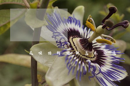 花呗借钱逾期怎么开通 花呗借钱逾期怎么开通