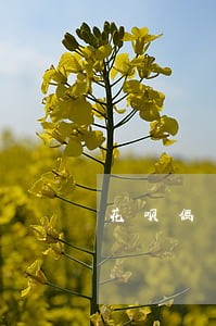 花呗偶尔逾期会影响贷款买车