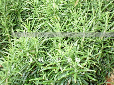 花呗全款逾期 花呗全款逾期