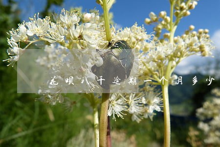 花呗八千逾期一个月多少利息