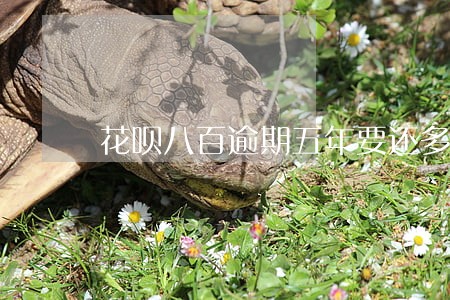 花呗八百逾期五年要还多少钱 花呗八百逾期五年要还多少钱