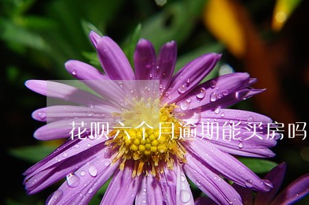 花呗六个月逾期能买房吗 花呗六个月逾期能买房吗