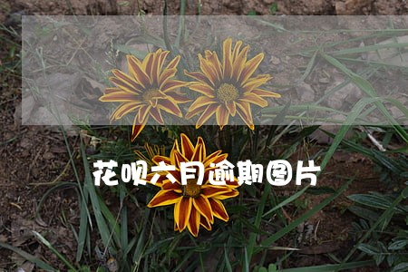 花呗六月逾期图片 花呗六月逾期图片