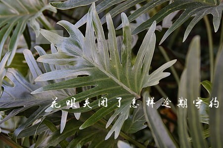 花呗关闭了怎样逾期守约 花呗关闭了怎样逾期守约