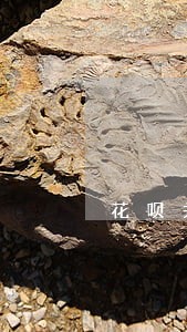 花呗关闭了显示逾期 花呗关闭了显示逾期