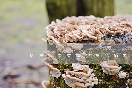花呗写着有微贷产品逾期