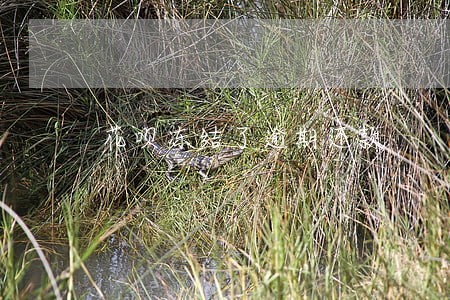 花呗冻结了逾期还款 花呗冻结了逾期还款
