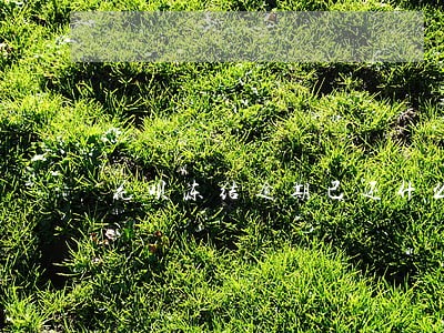花呗冻结逾期已还什么时候能开通 花呗冻结逾期已还什么时候能开通