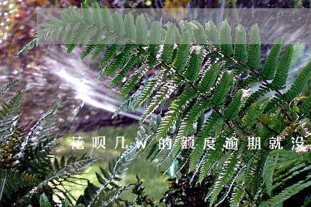 花呗几w的额度逾期就没了 花呗几w的额度逾期就没了