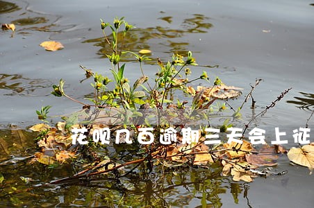 花呗几百逾期三天会上征信吗