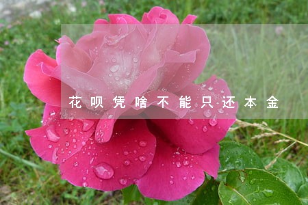 花呗凭啥不能只还本金 花呗凭啥不能只还本金