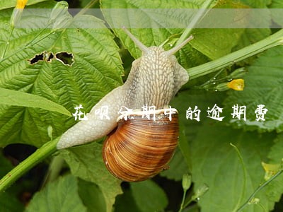 花呗分期中的逾期费 花呗分期中的逾期费