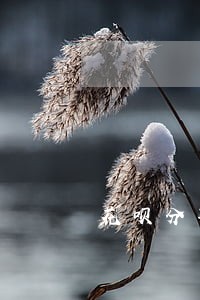 花呗分期买的手机逾期
