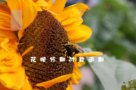 花呗分期付款逾期 花呗分期付款逾期