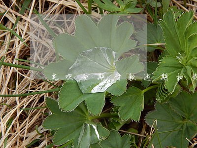 花呗分期付款逾期扣费用吗 花呗分期付款逾期扣费用吗