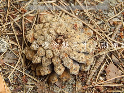 花呗分期其中一期逾期了怎么算钱 花呗分期其中一期逾期了怎么算钱