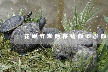 花呗分期后疫情期间逾期 花呗分期后疫情期间逾期