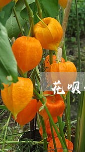 花呗分期后逾期后果 花呗分期后逾期后果