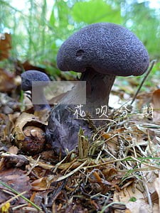 花呗分期后逾期罚款 花呗分期后逾期罚款