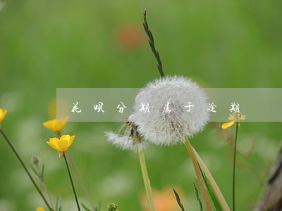 花呗分期属于逾期 花呗分期属于逾期