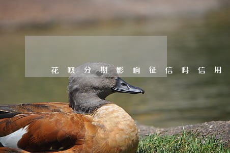 花呗分期影响征信吗信用卡逾期 花呗分期影响征信吗信用卡逾期
