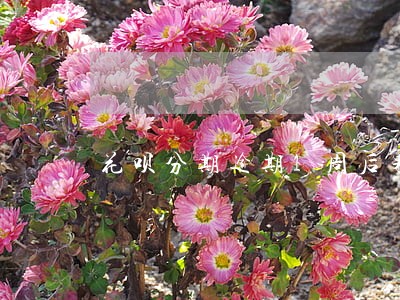 花呗分期逾期1周后果会怎样