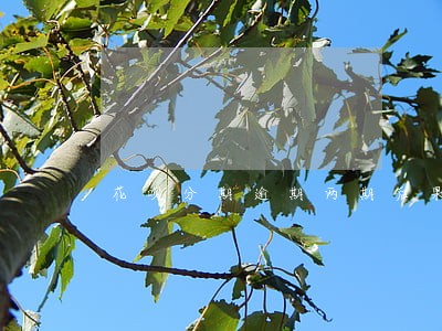 花呗分期逾期两期后果 花呗分期逾期两期后果