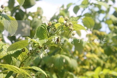 花呗分期逾期了怎么还 花呗分期逾期了怎么还
