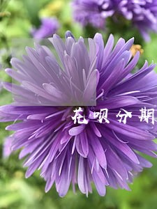 花呗分期逾期利息计算 花呗分期逾期利息计算