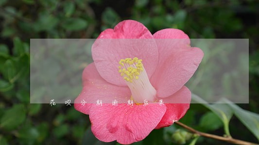 花呗分期逾期后果