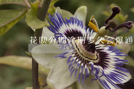 花呗分期逾期多久会爆通讯录 花呗分期逾期多久会爆通讯录