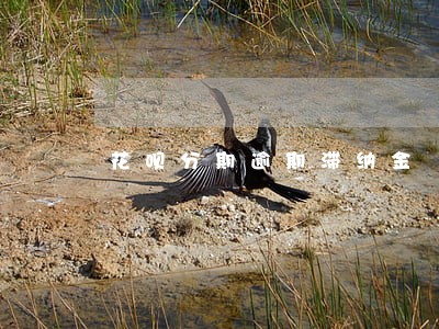 花呗分期逾期滞纳金 花呗分期逾期滞纳金