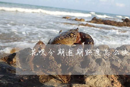 花呗分期逾期额度怎么恢复 花呗分期逾期额度怎么恢复