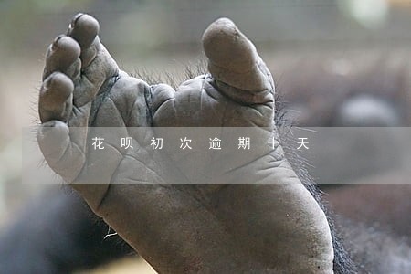 花呗初次逾期十天 花呗初次逾期十天
