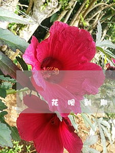 花呗到期自动还款逾期 花呗到期自动还款逾期
