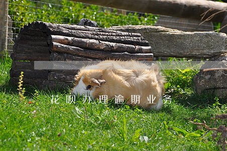 花呗办理逾期业务 花呗办理逾期业务