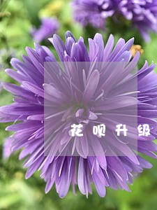花呗升级是不是只要不逾期就没事