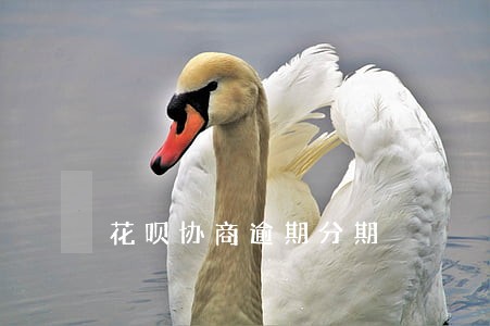 花呗协商逾期分期 花呗协商逾期分期