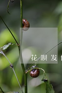 花呗发信息说严重逾期 花呗发信息说严重逾期