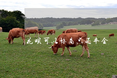 花呗可以协商只还本金 花呗可以协商只还本金