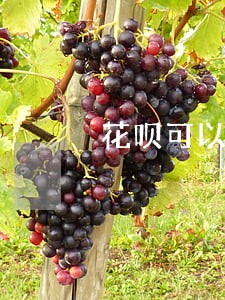 花呗可以只还利息不还本金 花呗可以只还利息不还本金