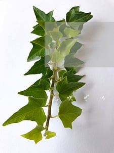 花呗可以只还本金 花呗可以只还本金