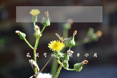 花呗可以逾期半个月 花呗可以逾期半个月