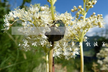花呗可以逾期多久能恢复 花呗可以逾期多久能恢复