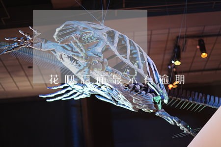 花呗后面显示有逾期 花呗后面显示有逾期