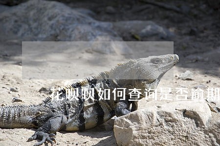 花呗呗如何查询是否逾期 花呗呗如何查询是否逾期